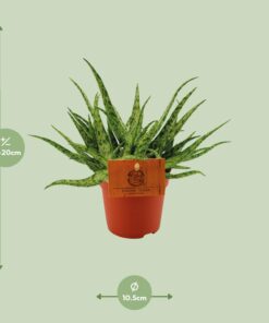 Aloe Spider - Ø10,5 ↕15 - Afbeelding 2