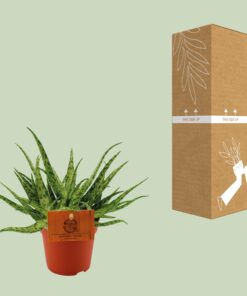 Aloe Spider - Ø10,5 ↕15 - Afbeelding 3