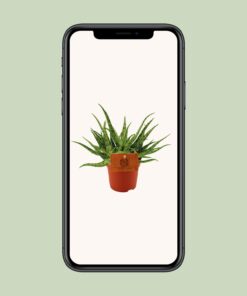 Aloe Spider - Ø10,5 ↕15 - Afbeelding 4
