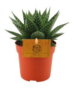 Gasteria Hybride Aurora - Ø11Cm - ↕15Cm