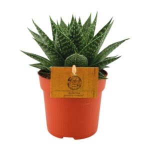 Gasteria Hybride Aurora – Koeientong – compacte kamerplant – ±11 cm
