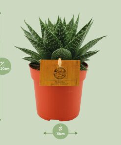 Gasteria Hybride Aurora - Ø11Cm - ↕15Cm - Afbeelding 2