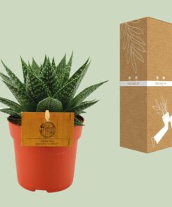 Gasteria Hybride Aurora - Ø11Cm - ↕15Cm - Afbeelding 3