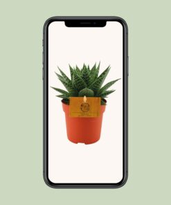 Gasteria Hybride Aurora - Ø11Cm - ↕15Cm - Afbeelding 4