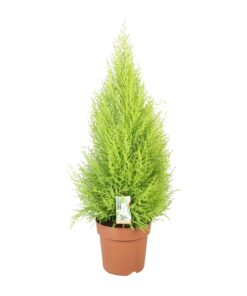 Cupressus Goldcrest Wilma - Ø21Cm - ↕90Cm