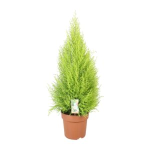 Cipres Goldcrest Wilma (Cupressus macrocarpa 'Goldcrest Wilma') – ±21 cm