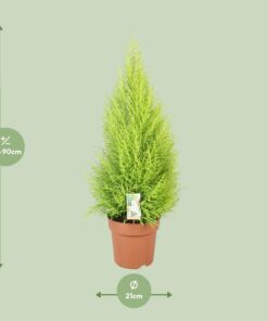 Cupressus Goldcrest Wilma - Ø21Cm - ↕90Cm - Afbeelding 2