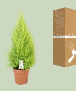 Cupressus Goldcrest Wilma - Ø21Cm - ↕90Cm - Afbeelding 3