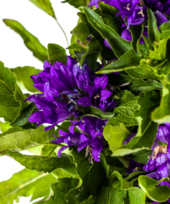 Campanula Glomerata Genti Blue Ø19Cm - ↕30 - 40Cm - Afbeelding 3