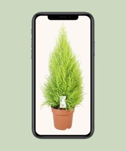 Cupressus Goldcrest Wilma - Ø21Cm - ↕90Cm - Afbeelding 4