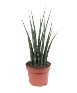Sansevieria Fernwood Mikado - Ø12Cm - ↕40Cm