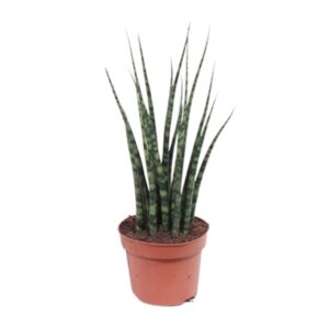 Sansevieria Fernwood Mikado – compacte kamerplant – ±12 cm