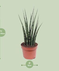 Sansevieria Fernwood Mikado - Ø12Cm - ↕40Cm - Afbeelding 2