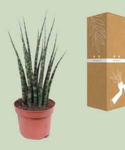 Sansevieria Fernwood Mikado - Ø12Cm - ↕40Cm - Afbeelding 3