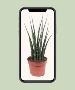 Sansevieria Fernwood Mikado - Ø12Cm - ↕40Cm - Afbeelding 4