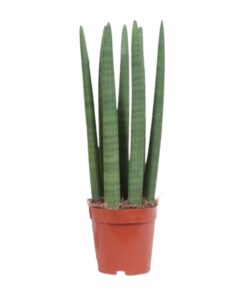 Sansevieria Straight - Ø12Cm - ↕40Cm