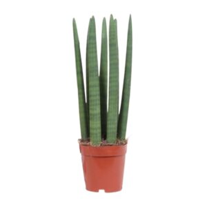 Sansevieria Straight – robuuste kamerplant met rechtopstaande bladeren – ±12 cm