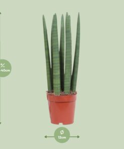 Sansevieria Straight - Ø12Cm - ↕40Cm - Afbeelding 2