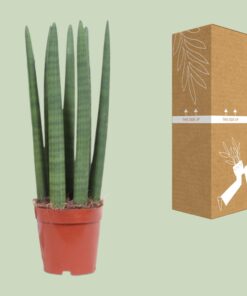 Sansevieria Straight - Ø12Cm - ↕40Cm - Afbeelding 3