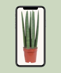 Sansevieria Straight - Ø12Cm - ↕40Cm - Afbeelding 4