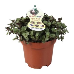 Callisia repens – bontbladig hangend kamerplantje – ±12 cm