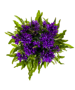 Campanula Glomerata Genti Blue Ø19Cm - ↕30 - 40Cm - Afbeelding 4