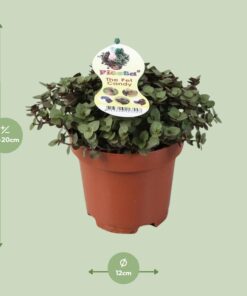 Calissia Repens - Ø12Cm - ↕17Cm - Afbeelding 2