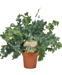 Phlebodium Davana - Ø12Cm - ↕35Cm