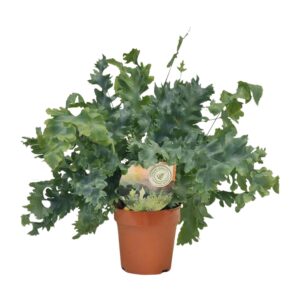 Phlebodium 'Davana' – blauwig-golvend varenblad voor halfschaduw – ±12 cm