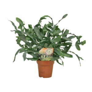 Phlebodium Blue Star – blauwgroen varen voor binnen – ±12 cm