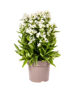 Campanula Glomerata Genti White Ø19Cm - ↕30 - 40Cm