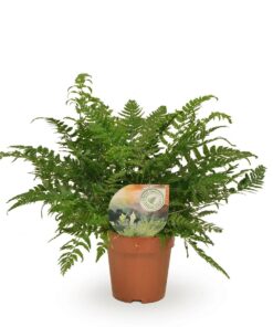 Polystichum Tsussimense / Athyrium - Ø12Cm - ↕30Cm