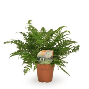 Polystichum tsussimense - Japanse holvarenkern – compacte schaduwvaren – ±12 cm