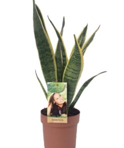 Sansevieria Laurentii - Ø14Cm - ↕50Cm