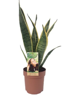 Sansevieria Laurentii – goudgerande kamerplant voor elke standplaats – ±14 cm