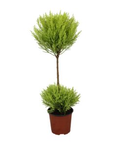 Cupressus Goldcrest Wilma - Ø14Cm - ↕60Cm