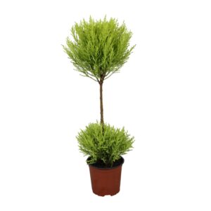 Cipres Goldcrest Wilma (Cupressus macrocarpa 'Goldcrest Wilma') – ±14 cm