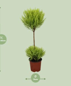 Cupressus Goldcrest Wilma - Ø14Cm - ↕60Cm - Afbeelding 2