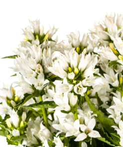 Campanula Glomerata Genti White Ø19Cm - ↕30 - 40Cm - Afbeelding 2
