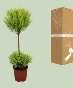 Cupressus Goldcrest Wilma - Ø14Cm - ↕60Cm - Afbeelding 3