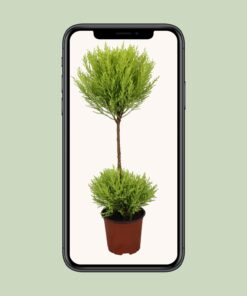 Cupressus Goldcrest Wilma - Ø14Cm - ↕60Cm - Afbeelding 4