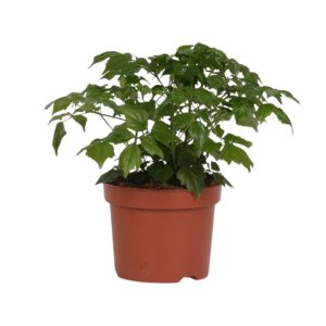 Aziatische klokboom (Rademachera sinica) – luchtige kamerplant – ±12 cm