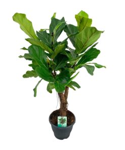Ficus Lyrata - Ø26Cm - ↕100Cm