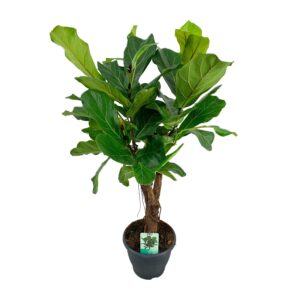 Ficus lyrata – grote vioolvormige bladeren – ±26 cm