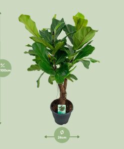 Ficus Lyrata - Ø26Cm - ↕100Cm - Afbeelding 2