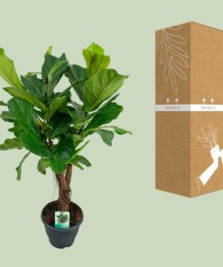 Ficus Lyrata - Ø26Cm - ↕100Cm - Afbeelding 3
