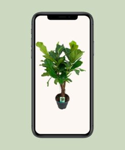 Ficus Lyrata - Ø26Cm - ↕100Cm - Afbeelding 4