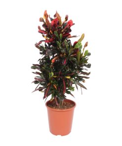 Codiaeum Variegatum Mammi - Ø27Cm - ↕100Cm