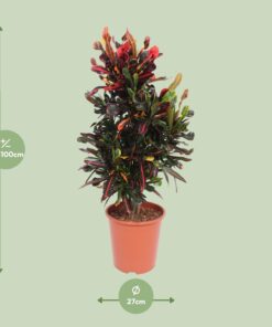 Codiaeum Variegatum Mammi - Ø27Cm - ↕100Cm - Afbeelding 2