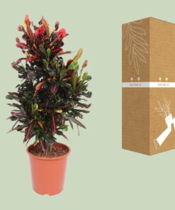 Codiaeum Variegatum Mammi - Ø27Cm - ↕100Cm - Afbeelding 3